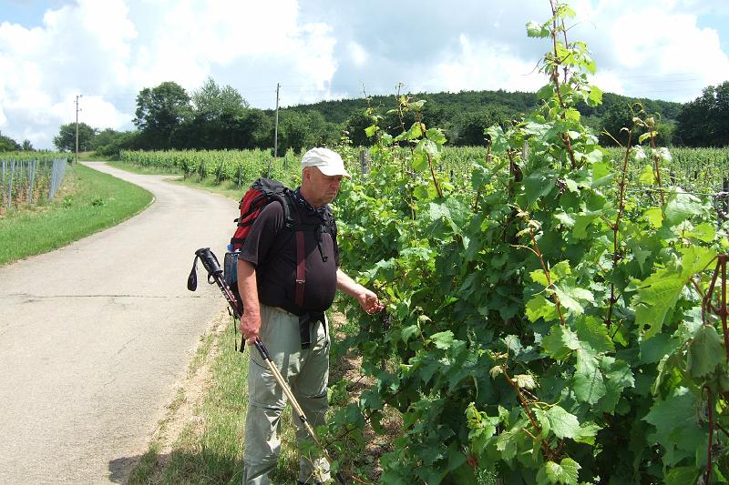 3-3-07 Weinberge vor Perl.JPG - Kurz vor Perl: Weinberge zum "Anfassen"